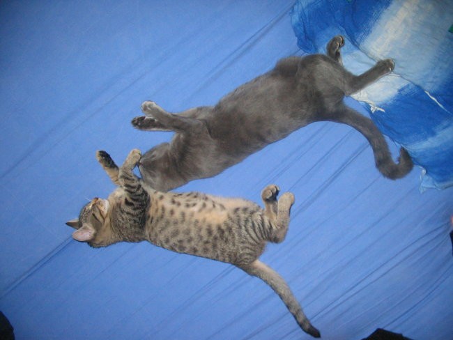 V skupini mačk je ena vedno na preži, ko druga spi.