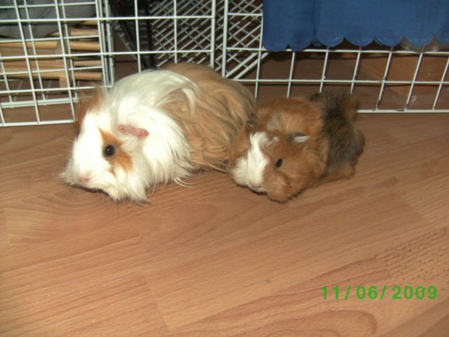 Šahi+Klea - foto