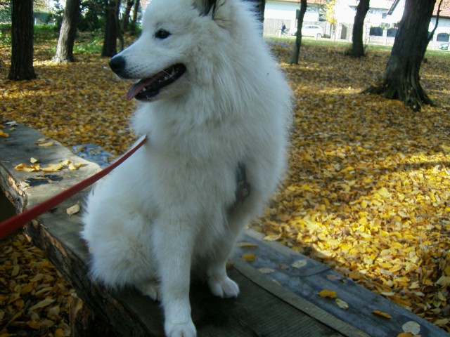 Nala na travniku in v betnovskem gozdu - foto