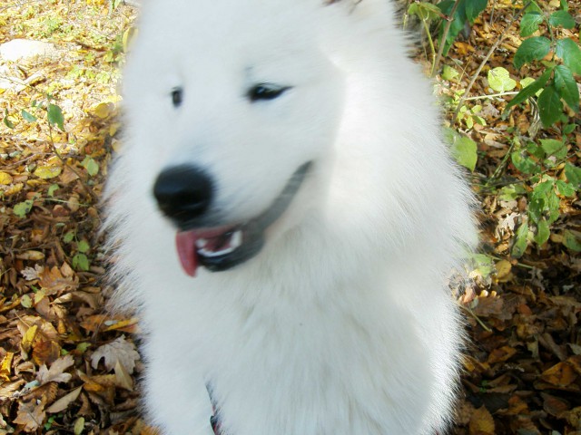 Nala na travniku in v betnovskem gozdu - foto