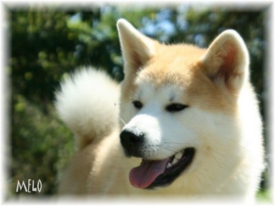 Akita Inu(največji japonski pes) - foto