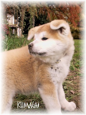 Akita Inu(največji japonski pes) - foto