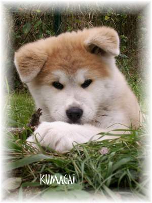 Akita Inu(največji japonski pes) - foto