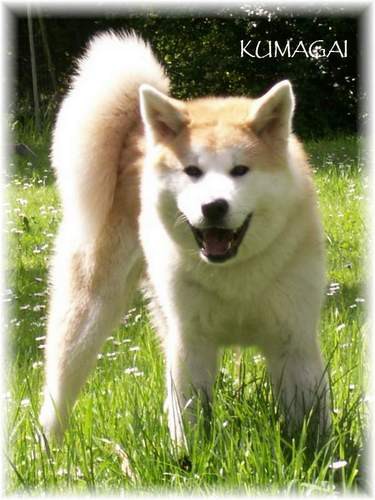 Akita Inu(največji japonski pes) - foto povečava