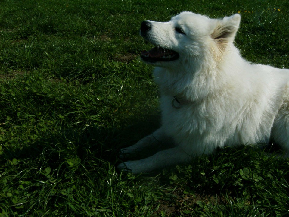 Nala pod ledino(pod pohorjem) - foto povečava