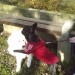 Nala 1 leto 