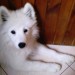 Nala : 4 - 7 mesecev