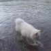 Nala na izletu-mariborski otok
