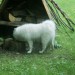 Piknik