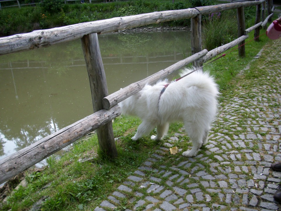 Nala pod pohorjem in na ribniku - foto povečava