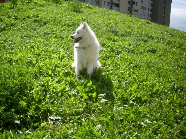 Nala na popoldanskem potepu - foto