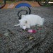 Mixed photos(Nala na sprehodu-Nala pri omi)