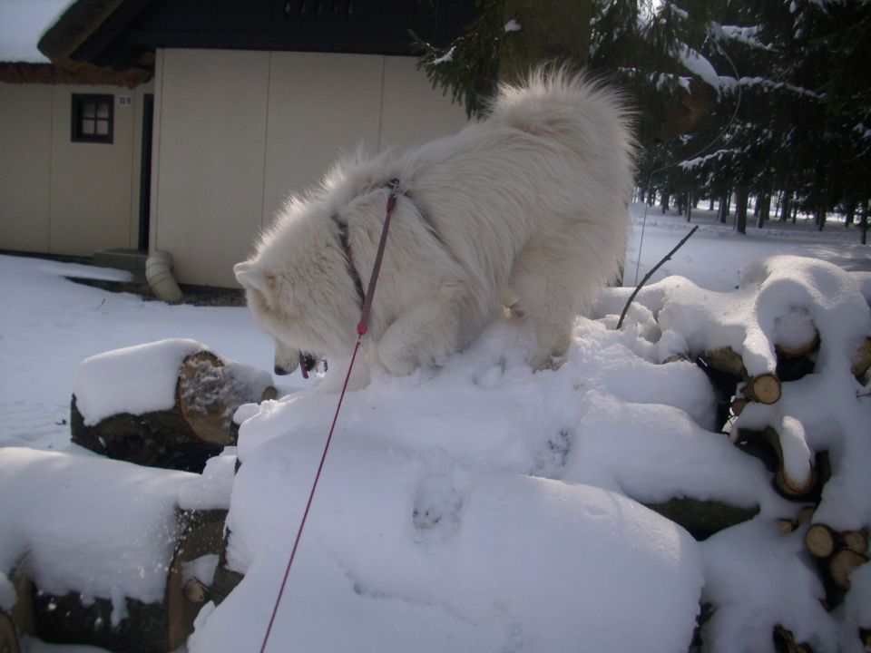 Nala na počitnicah (Murska sobota-toplice) - foto povečava