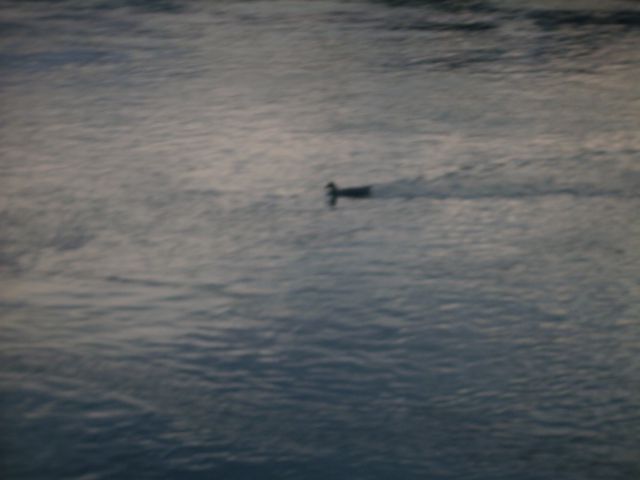 Nala pri reki Dravi-izlet - foto