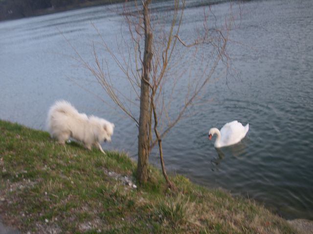 Nala pri reki Dravi-izlet - foto