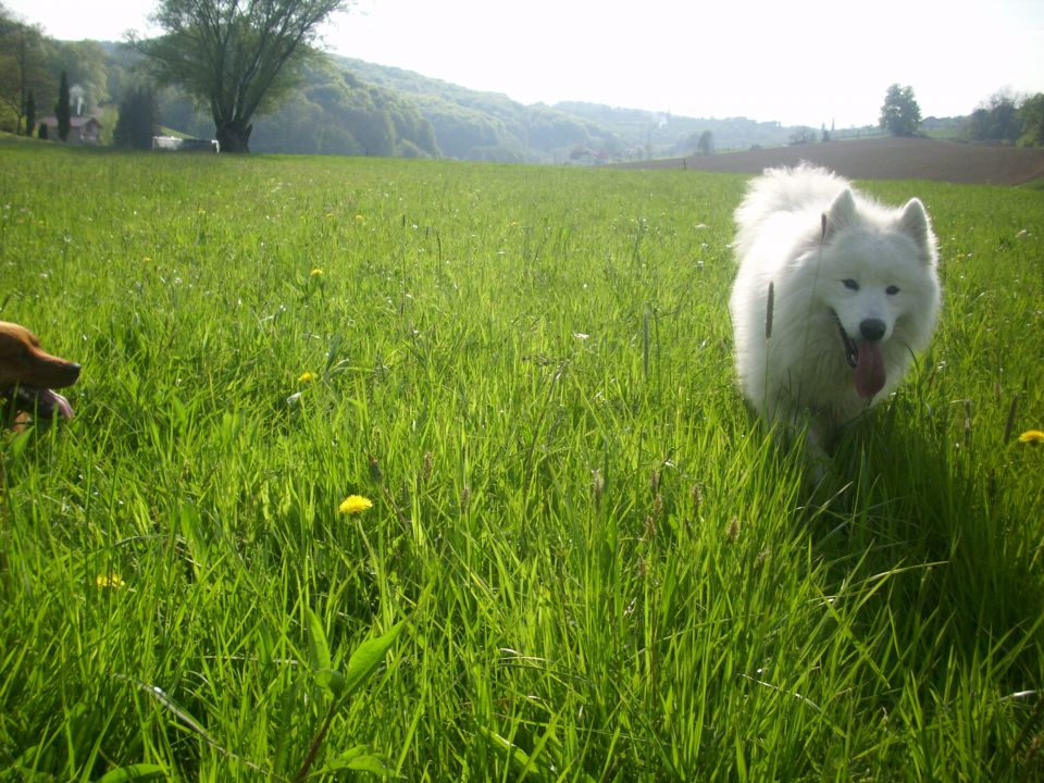 Nala na izletu-podeželje - foto povečava