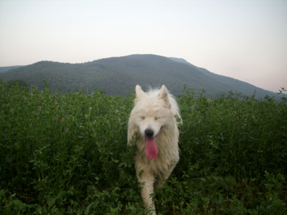 Travnik 2010-julij - foto povečava