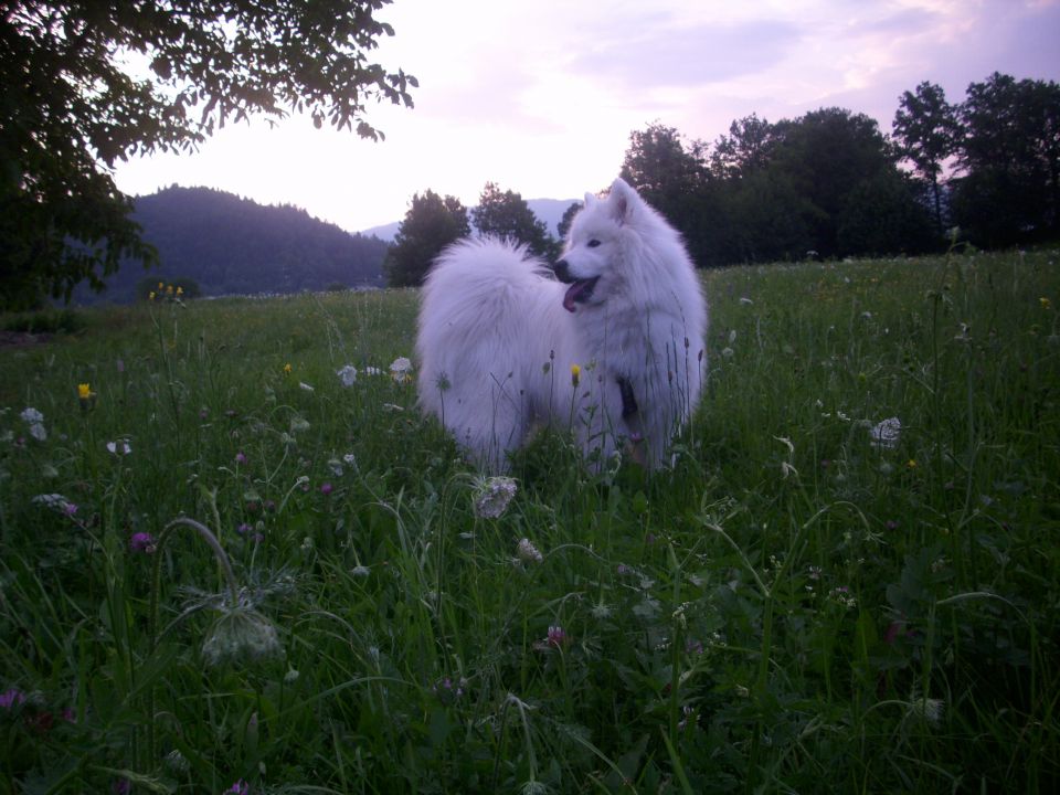 Gorenjska album 2 - foto povečava