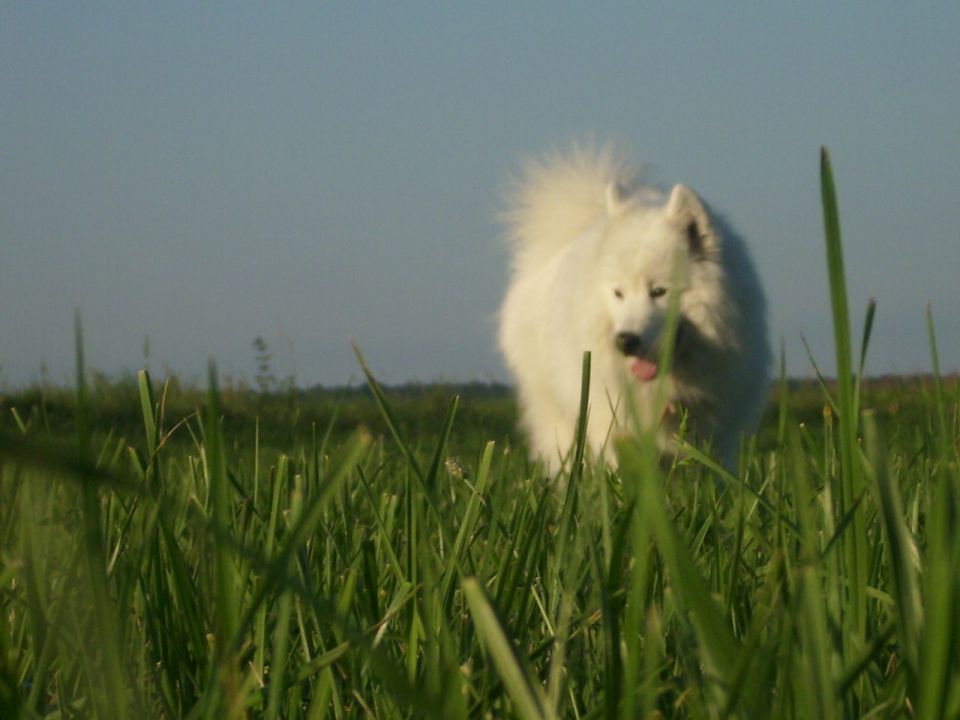 Nala in Bucko 3 - foto povečava