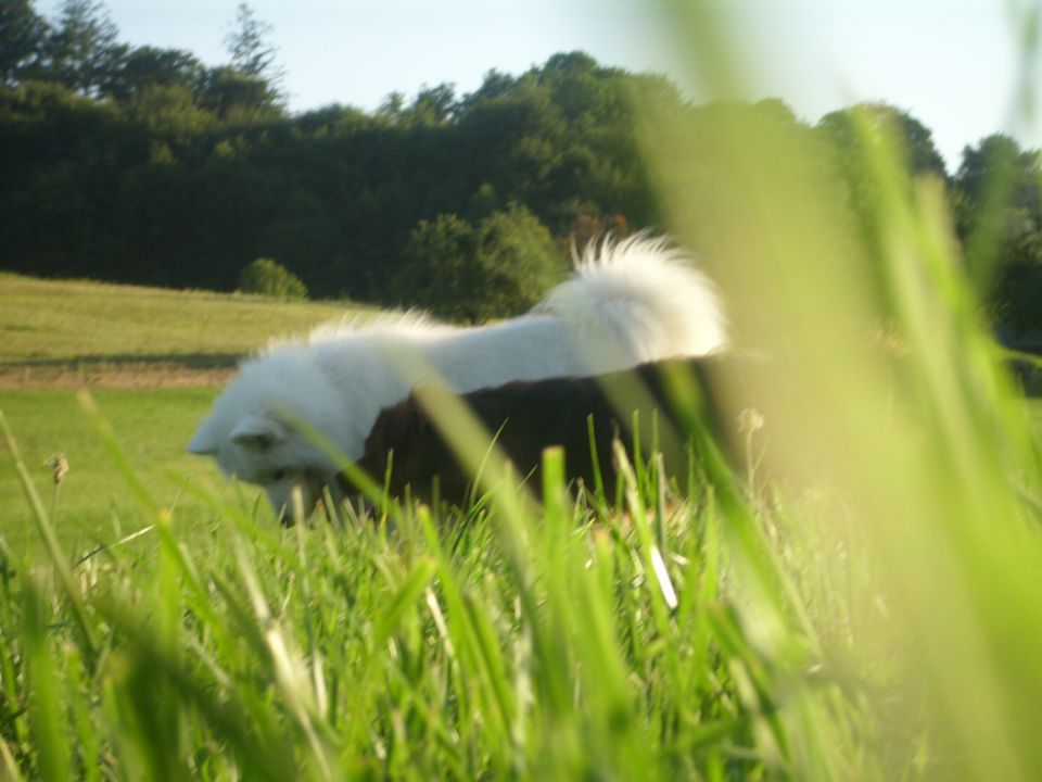 Nala in Bucko 3 - foto povečava