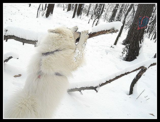 Zima - foto