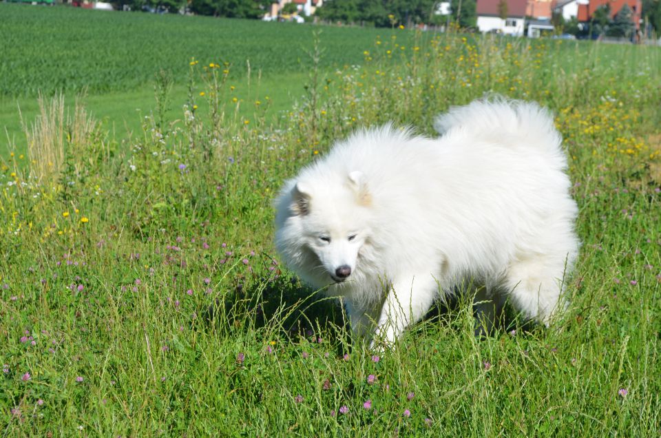 Nala poletje - foto povečava