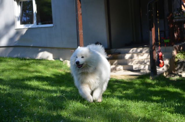 Nala poletje - foto