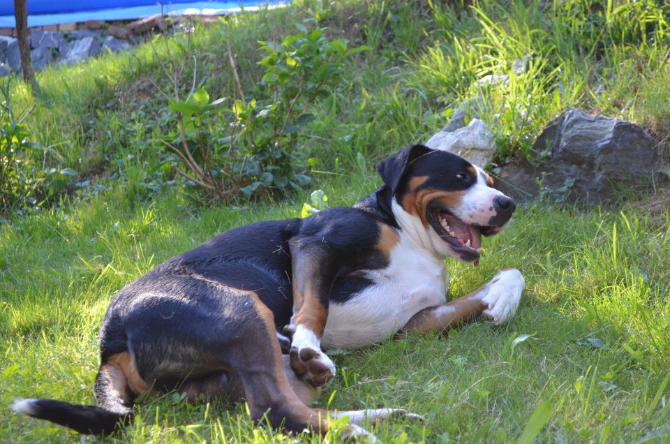 Nala poletje - foto povečava