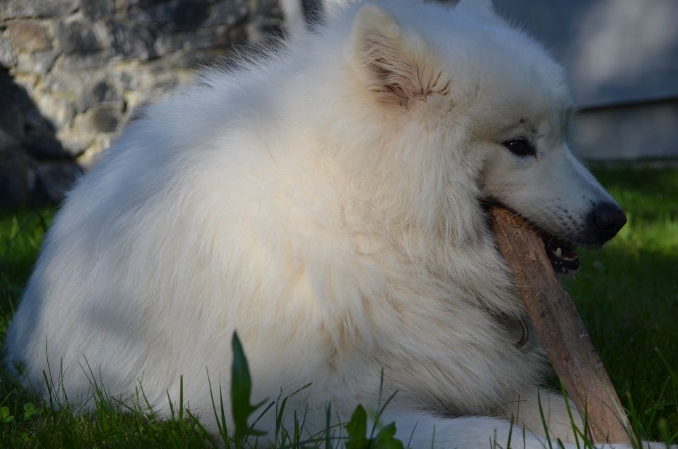 Nala poletje - foto povečava