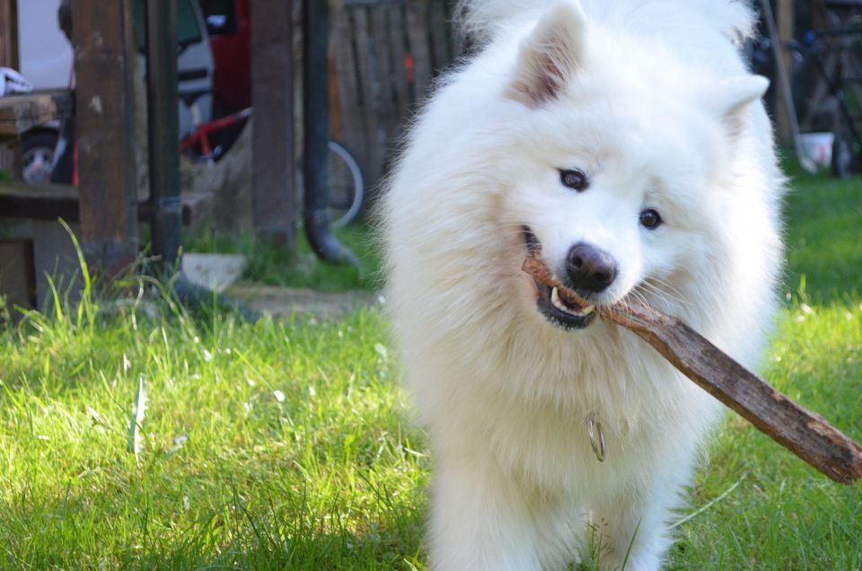 Nala poletje - foto povečava