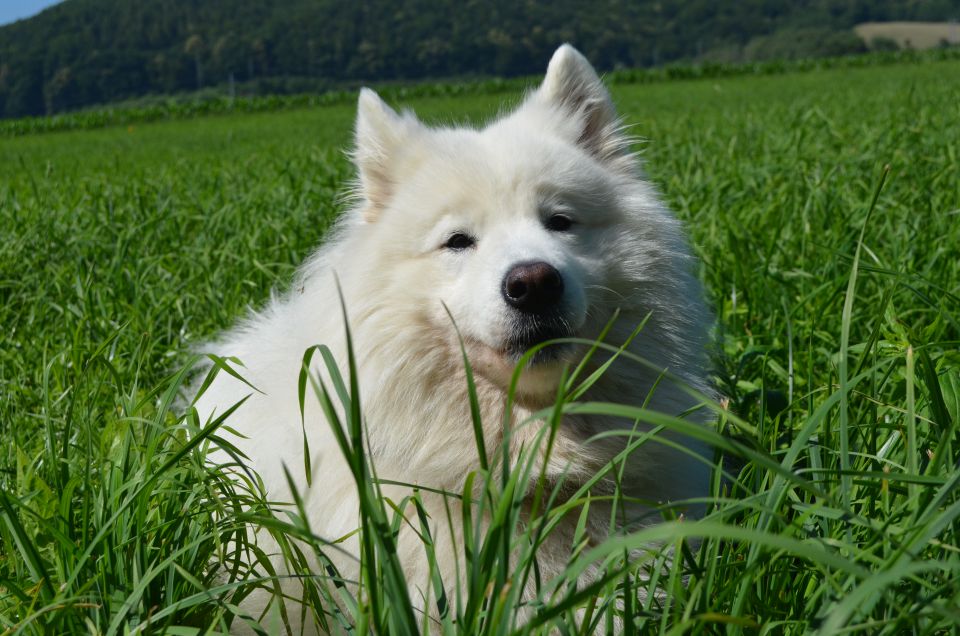 Nala poletje - foto povečava