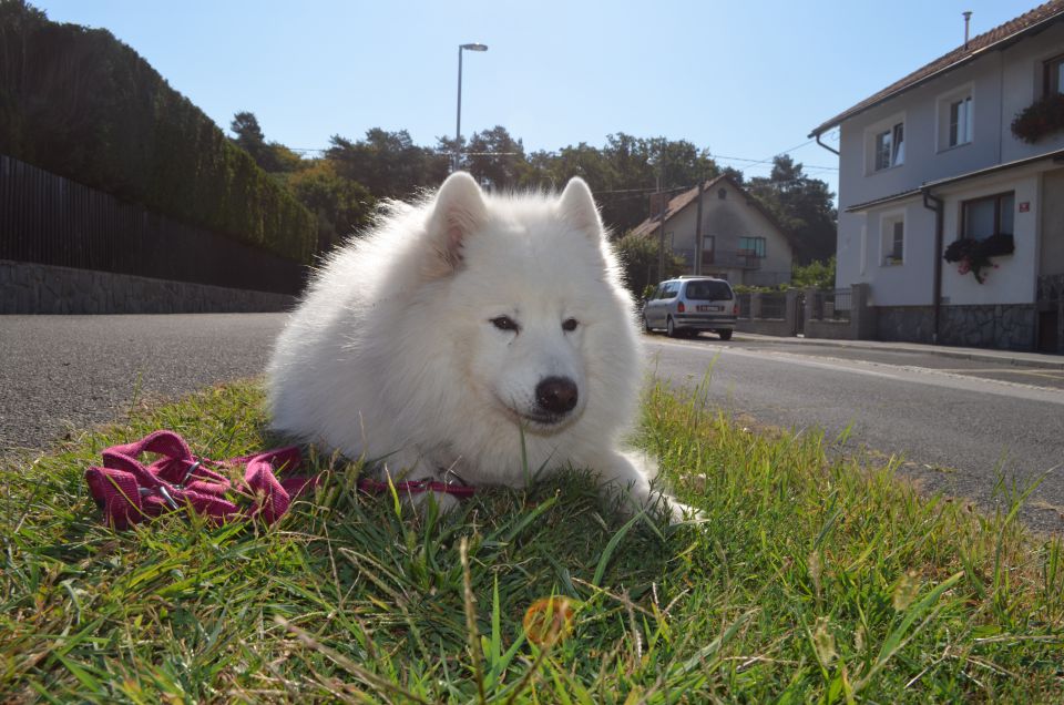 Nala poletje - foto povečava