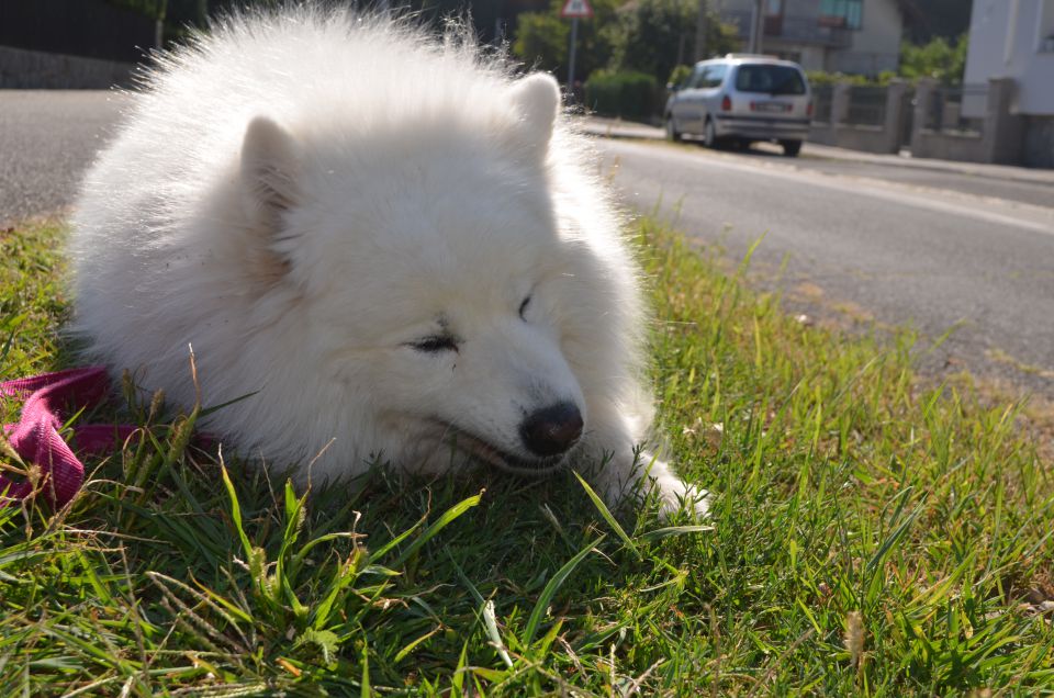 Nala poletje - foto povečava