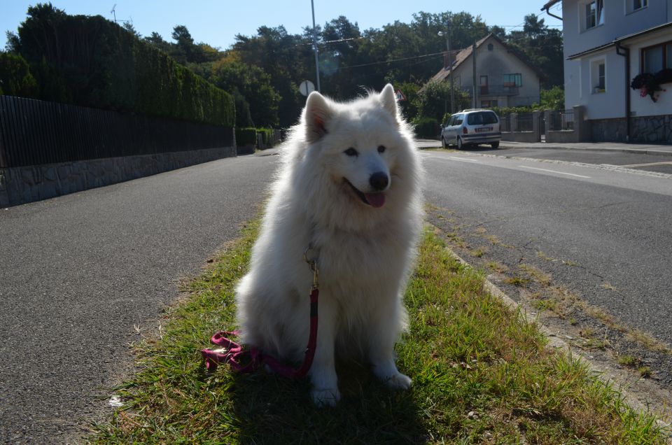 Nala poletje - foto povečava