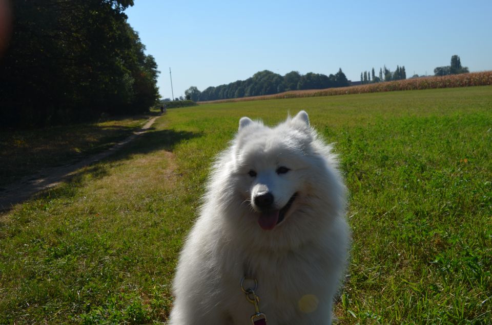 Nala poletje - foto povečava