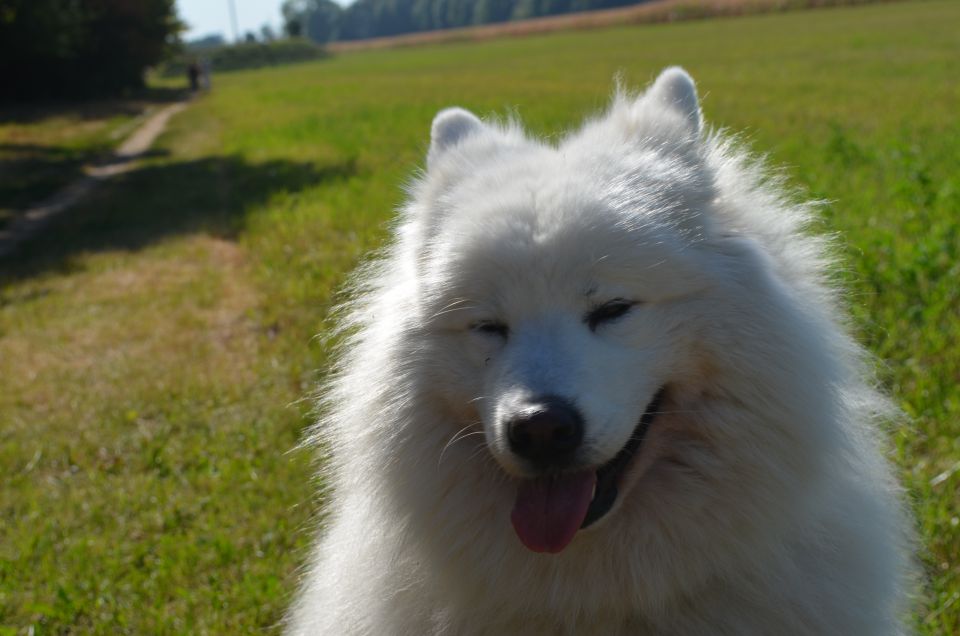 Nala poletje - foto povečava