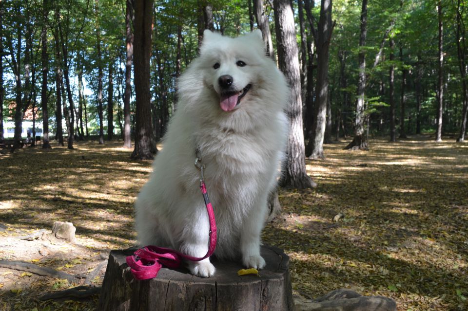 Nala poletje - foto povečava