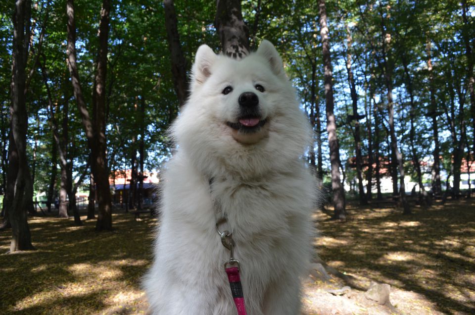 Nala poletje - foto povečava