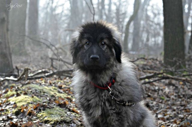 Šarplaninec - foto