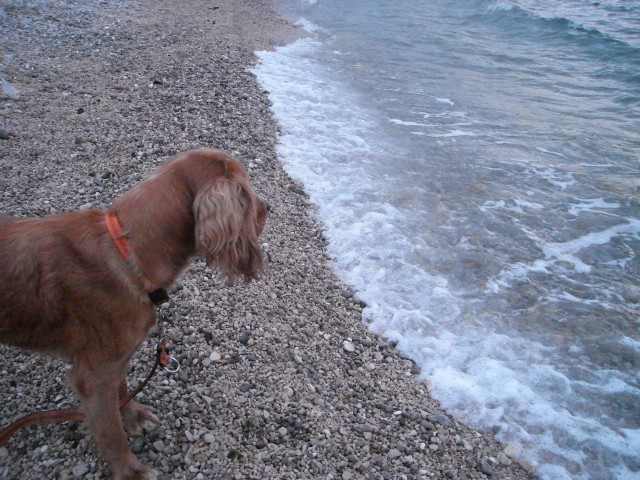 Lino na morju - foto