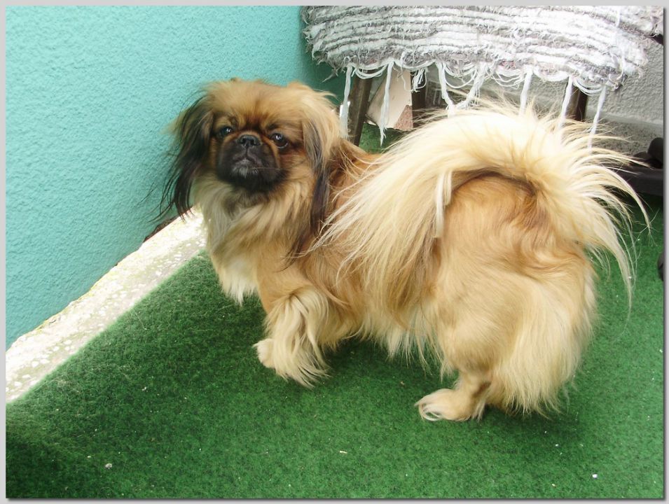 Puffy - foto povečava