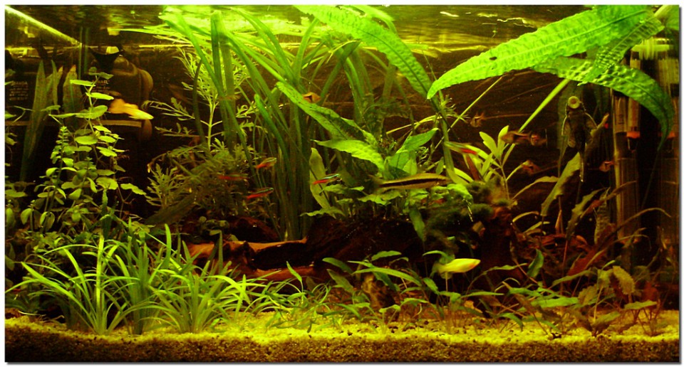 Akvarij - 63l - foto povečava