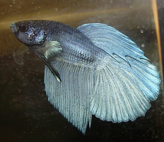 Betta splendens delta tail metalik plav