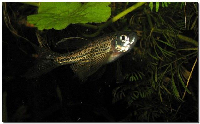 Fotke riba  i ostalih vodenih organizama - foto