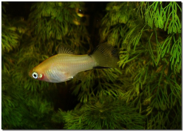 Fotke riba  i ostalih vodenih organizama - foto
