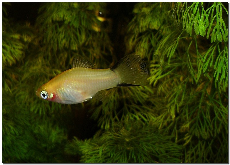 Fotke riba  i ostalih vodenih organizama - foto povečava