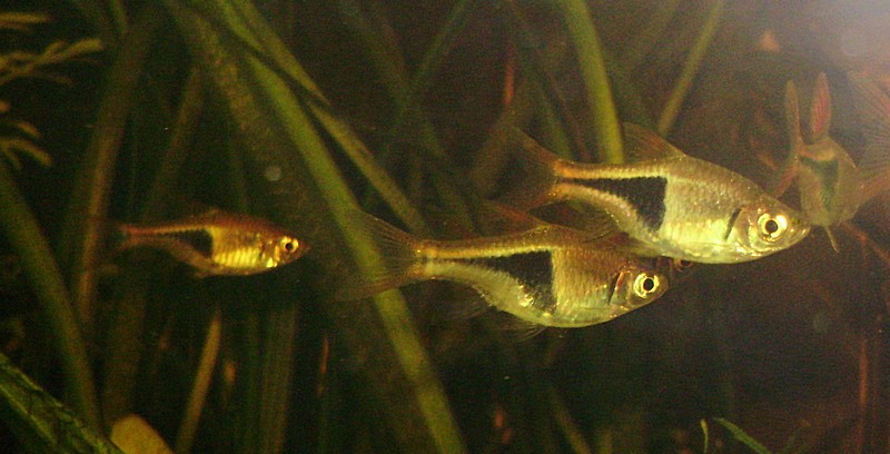 Fotke riba  i ostalih vodenih organizama - foto povečava