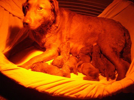 Chesapeake Bay retriver 2009.