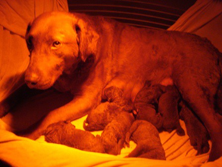 Chesapeake Bay retriver 2009.