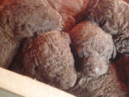 Chesapeake Bay retriver 2009.